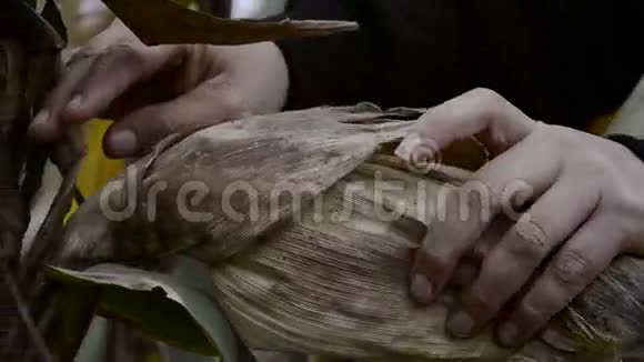 秋天农夫双手捧着玉米穗女性在收获时间检查玉米植株和玉米皮视频的预览图