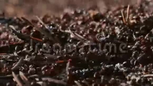红林蚁群视频的预览图