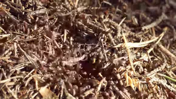 蚂蚁生活宏快照视频的预览图
