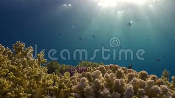 红海中阳光反射背景下的鱼群视频的预览图