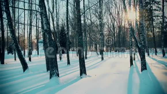 冬林中的白桦雪树视频的预览图