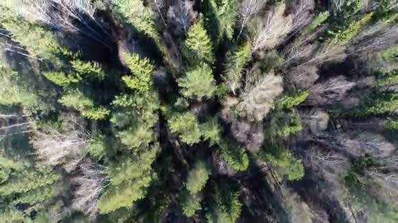 夏天的森林观空中景色视频的预览图