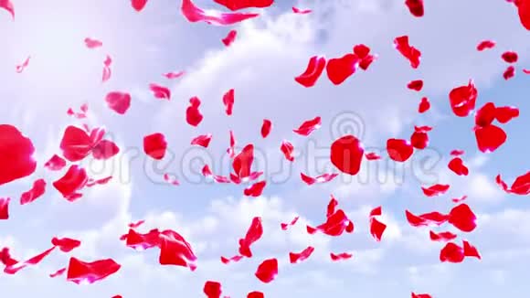 玫瑰花瓣从4K空中循环坠落视频的预览图