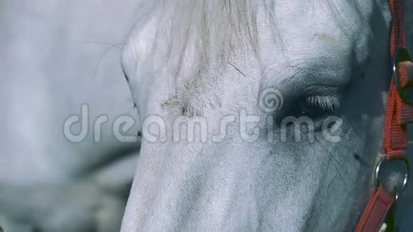 一匹白马站在镜头前环顾四周视频的预览图