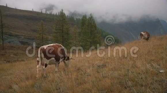 白天西伯利亚山脉北部森林边缘草地上的两只棕色母牛视频的预览图