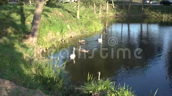 夏天成群的天鹅在农村池塘里平静地游泳4K视频的预览图