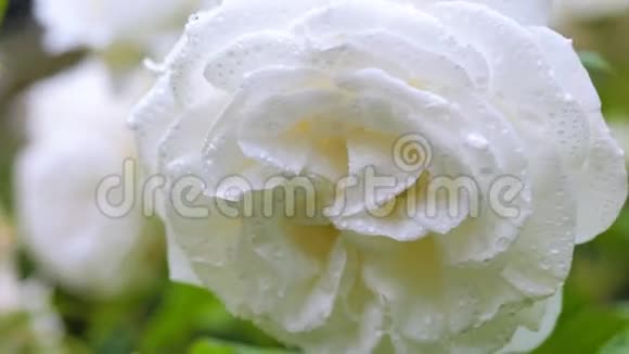 白玫瑰在雨滴在风中摆动特写镜头视频的预览图