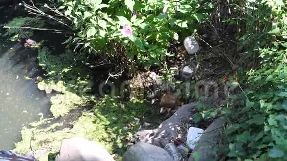 生态问题河里的垃圾和塑料瓶环境污染视频的预览图