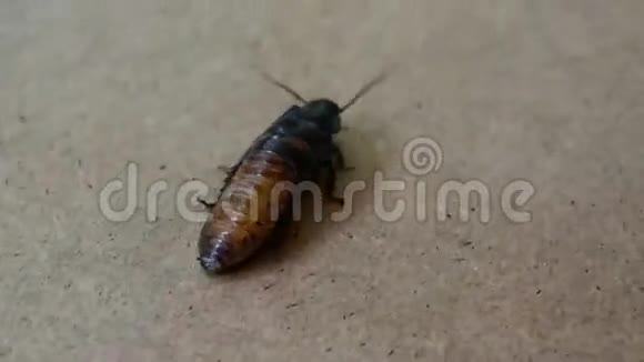 木制表面的大型嘶嘶蟑螂视频的预览图