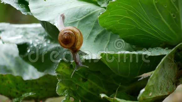 小蜗牛爬在蔬菜叶子上视频的预览图