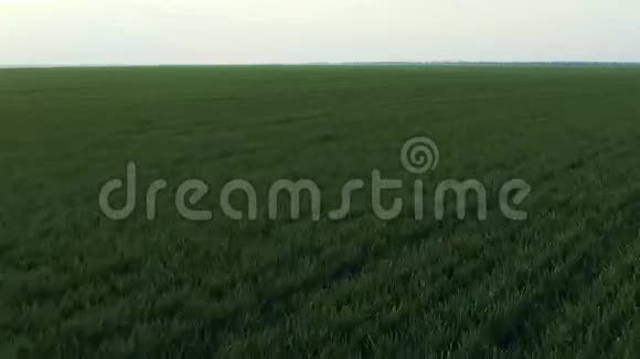 冬季小麦的空中景观快速移动视频的预览图
