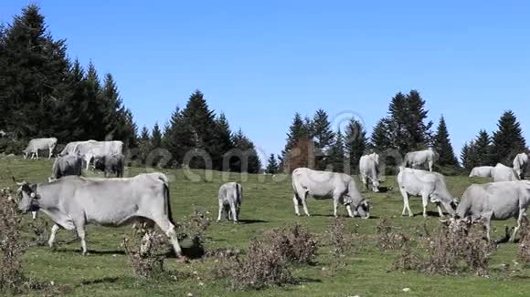 法国比利牛斯区的大牛视频的预览图