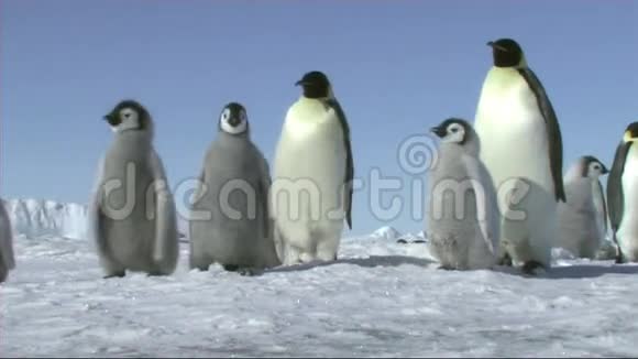 帝企鹅家族视频的预览图