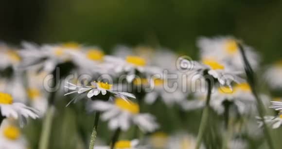 小白雏菊带着春风视频的预览图