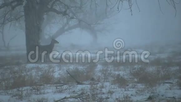 雾中的白尾巴克视频的预览图