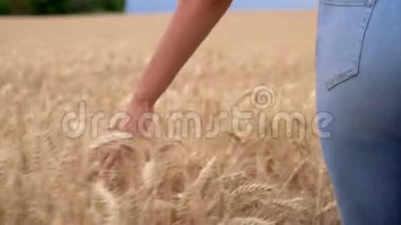 女女孩用手触摸大麦或小麦作物的顶端视频的预览图
