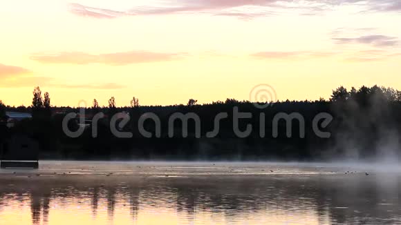 日出时的雾湖里面有不同的鸟视频的预览图