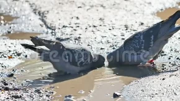 鸽子鸟从水坑里喝水视频的预览图