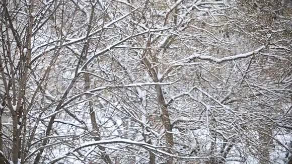 公园里的慢动作降雪视频的预览图