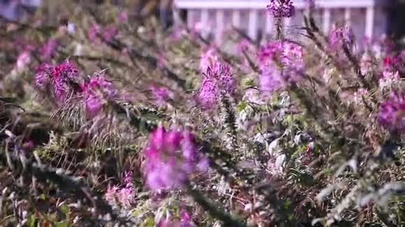 草地上美丽的粉红色花朵视频的预览图