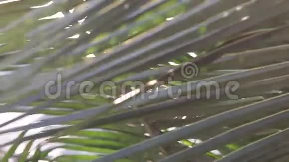 棕榈叶摇曳穿过太阳光线视频的预览图