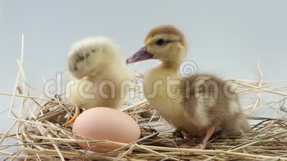 小鸡和小鸭坐在蛋附近的小窝里视频的预览图