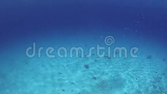 热带泻湖的水下景观视频的预览图