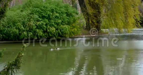 景观花园的湖畔景观视频的预览图