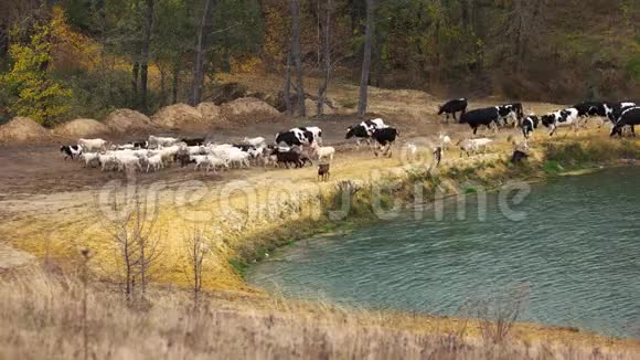 奶牛在美丽的自然景观上行走视频的预览图