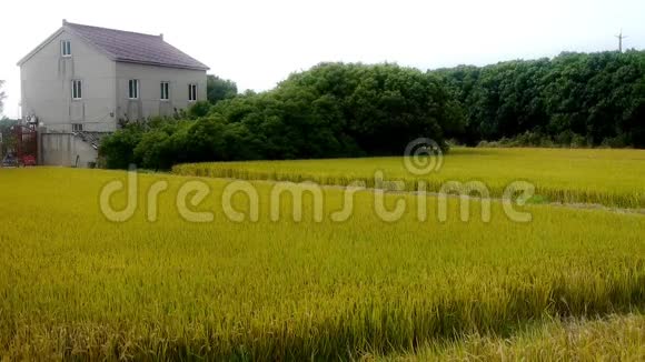 中国村亚洲金稻稻田等待丰收视频的预览图