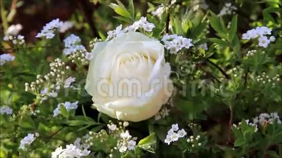 白色小花的玫瑰色视频的预览图