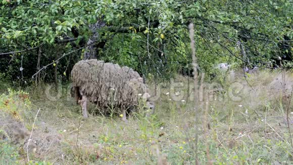 放羊一群羊在绿色的田野上觅食在树木附近吃草的羊的特写视频的预览图