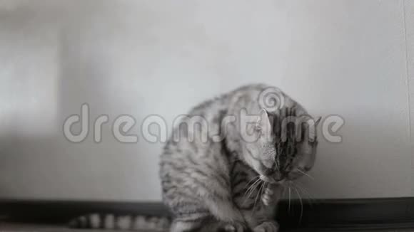 嬉戏的灰色苏格兰猫在家洗澡特写视频的预览图