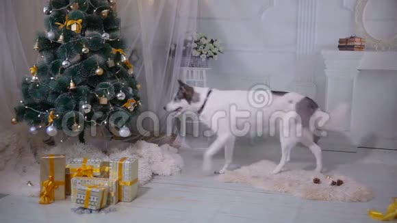 哈士奇狗品尝圣诞树有趣的圣诞节视频的预览图