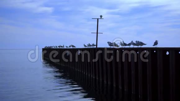 码头海黄昏时分海上码头上的海鸥海鸥海鸥码头视频的预览图