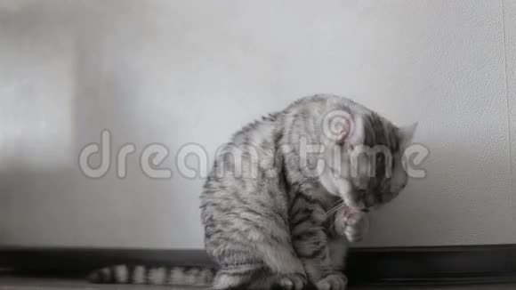 嬉戏的灰色苏格兰猫在家洗澡特写视频的预览图