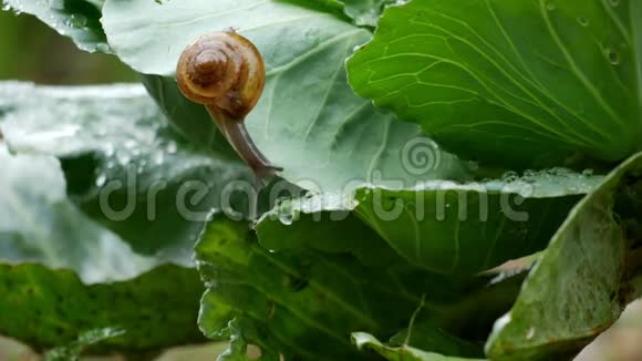 小蜗牛爬在蔬菜叶子上视频的预览图