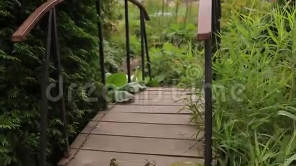 院子里的植物和树枝花园里的木桥美丽的绿色大树枝和树叶绿叶和视频的预览图