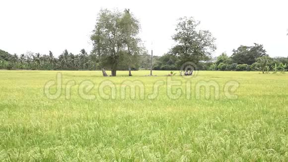乡村微风中的绿色稻田视频的预览图