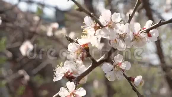 杏花树枝上盛开的春花视频的预览图