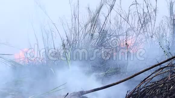 森林火灾灌木丛燃烧空气被烟雾污染火特写视频的预览图