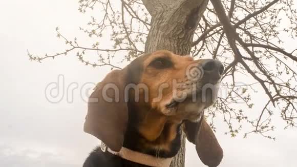 猎狗肖像对着天空和一棵树关闭慢动作视频的预览图