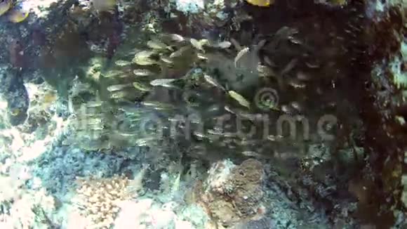 珊瑚礁上的黄色清扫星视频的预览图