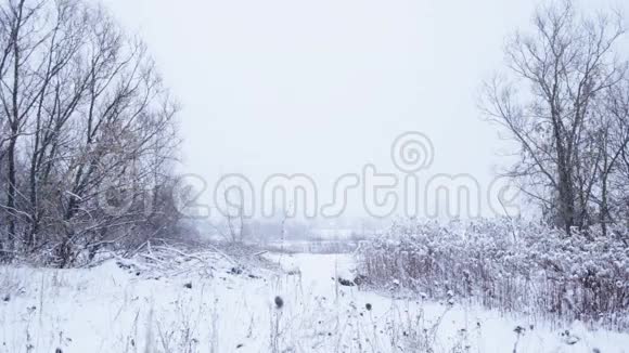 降雪的冬季景观视频的预览图