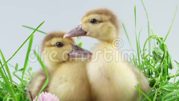 两只小鸭子坐在草地上视频的预览图