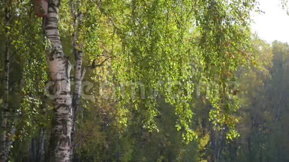 秋天森林里美丽的桦树视频的预览图