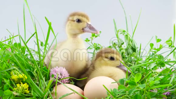 两只小鸭子坐在靠近鸡蛋的草地上视频的预览图