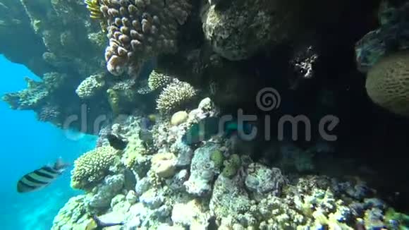 一只明亮的鹦鹉鱼在红海的珊瑚中航行视频的预览图