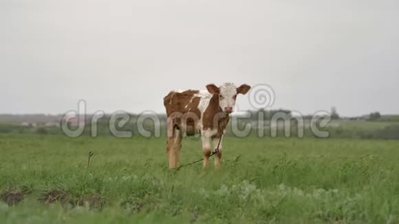 橙色的小牛被绑在绿色草坪上的链条上环顾四周进入镜头视频的预览图