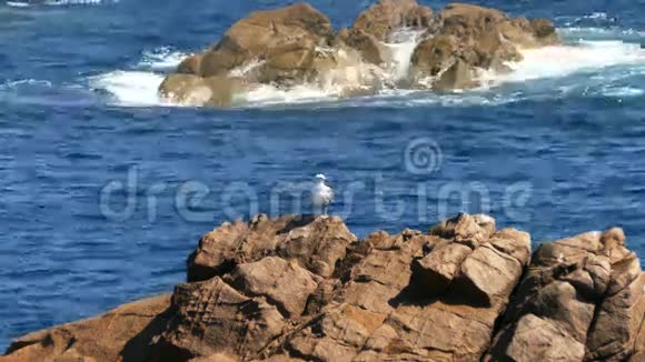 海鸥坐在岩石上视频的预览图